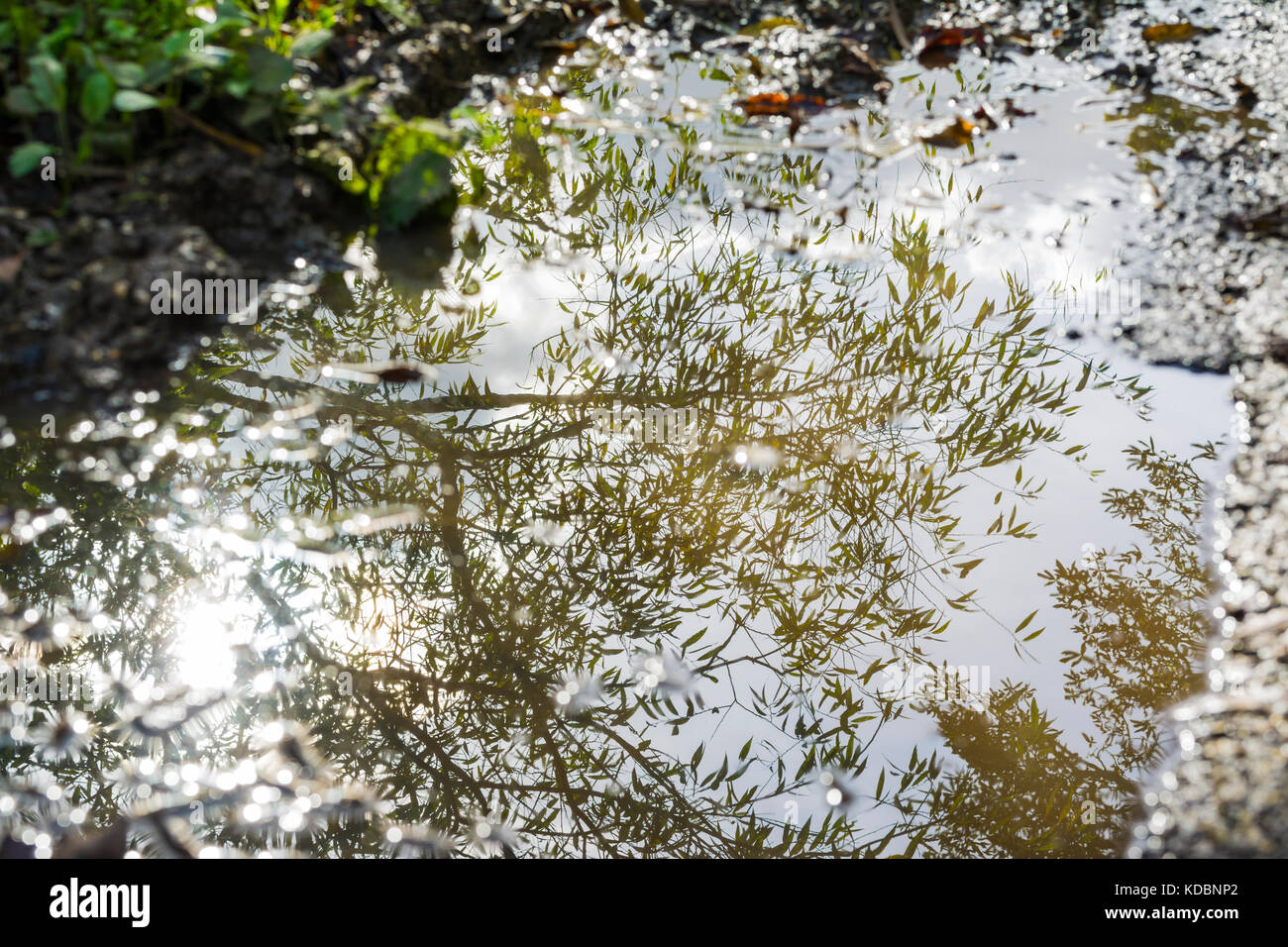 Bäume im Herbst in eine Pfütze von Wasser widerspiegelt. Stockfoto