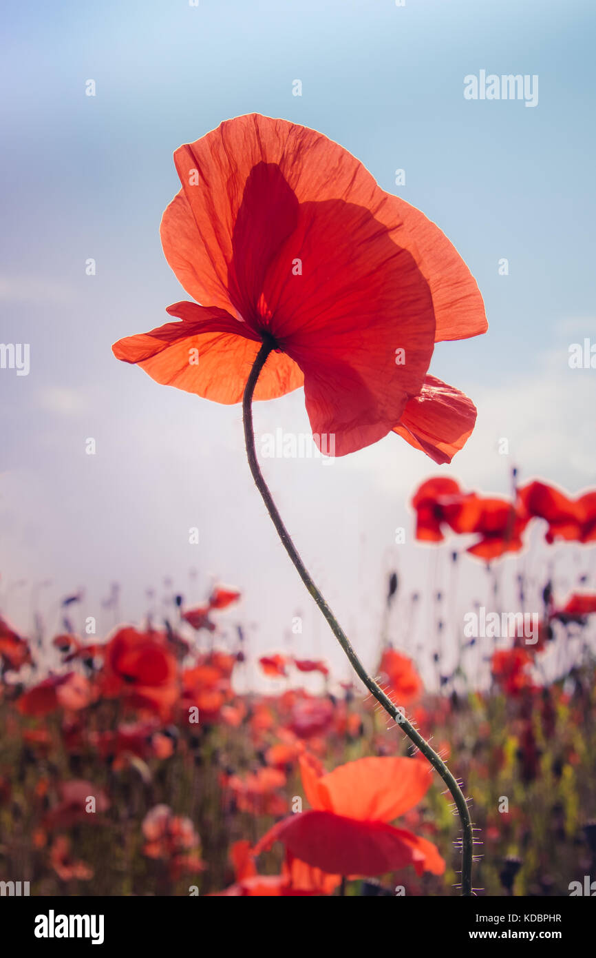 Mohn in einem Feld Stockfoto