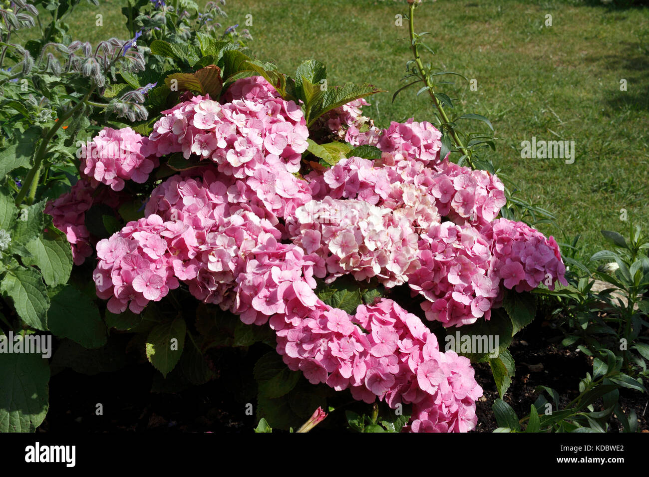 HYDRANGEA MACROPHYLLA Stockfoto