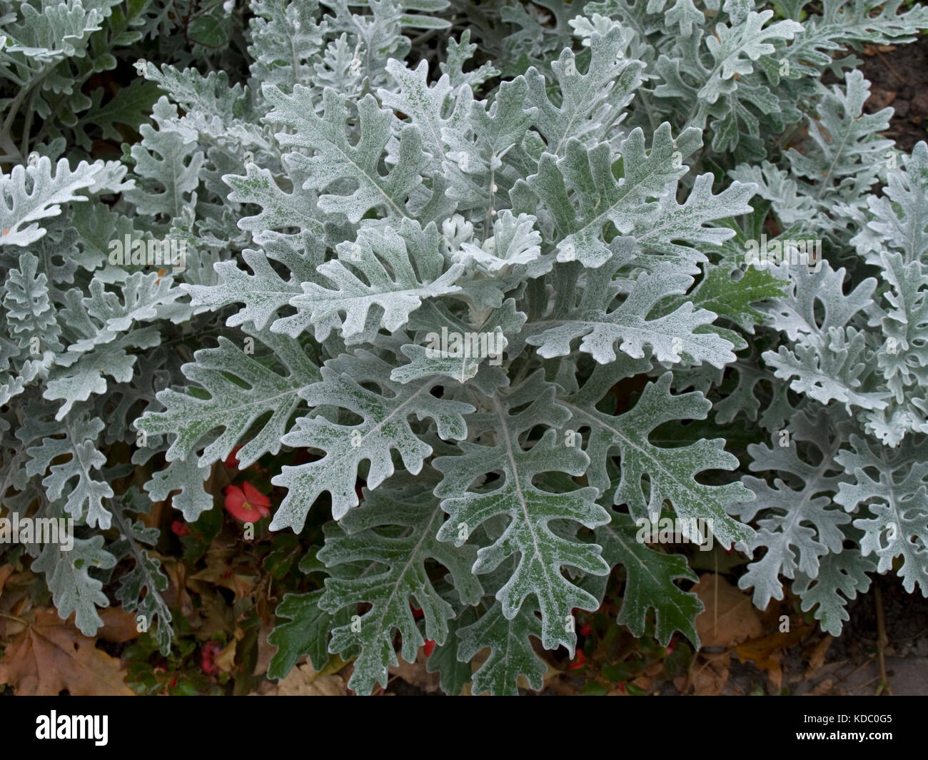 Die senecio Zinerarie ilver Staub' Strauch Stockfoto