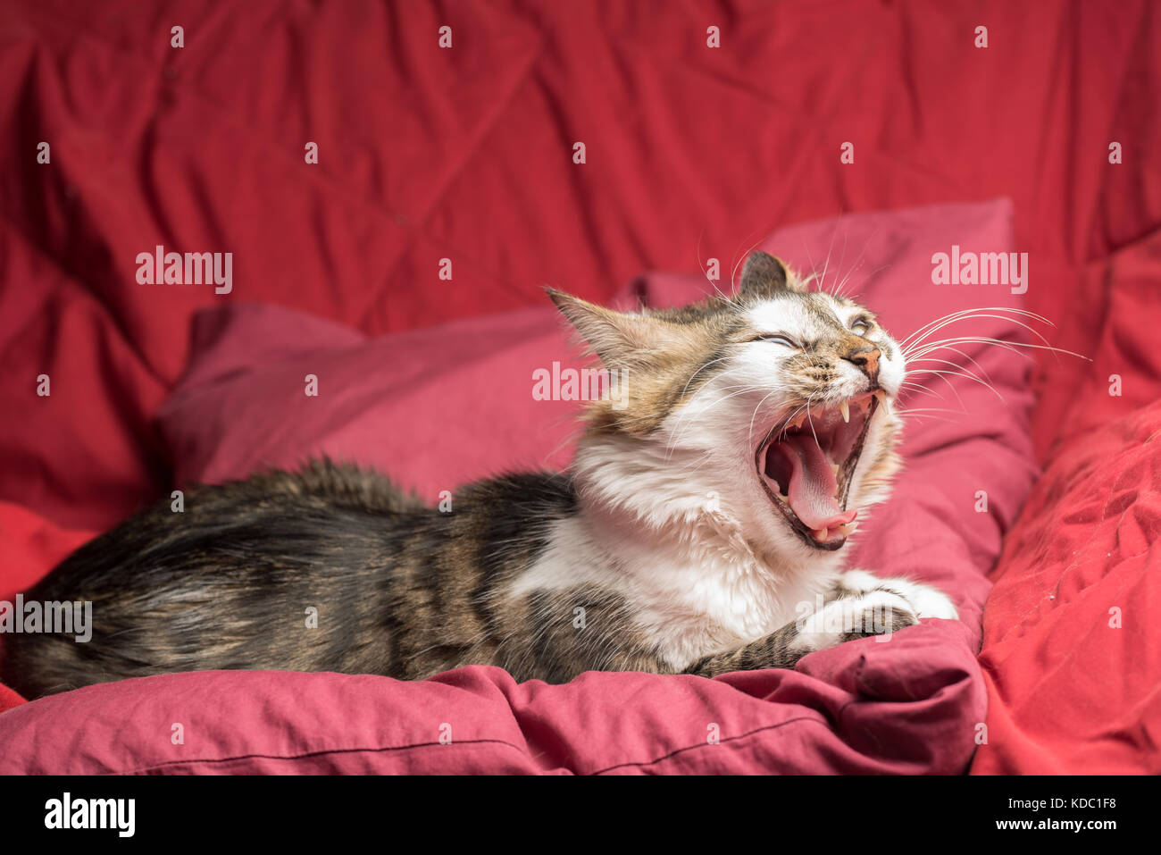 Porträt eines jungen europäischen Männlich tabby Katze auf der roten Couch gähnen Stockfoto