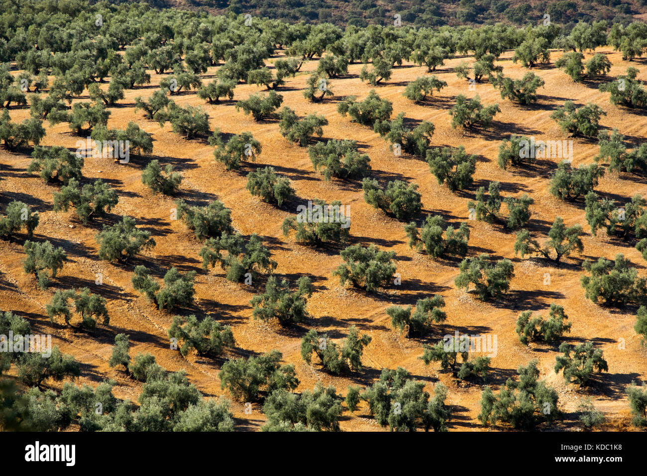 Feld von Olivenbäumen, Antequera. Provinz Málaga, Andalusien. Südspanien, Europa Stockfoto