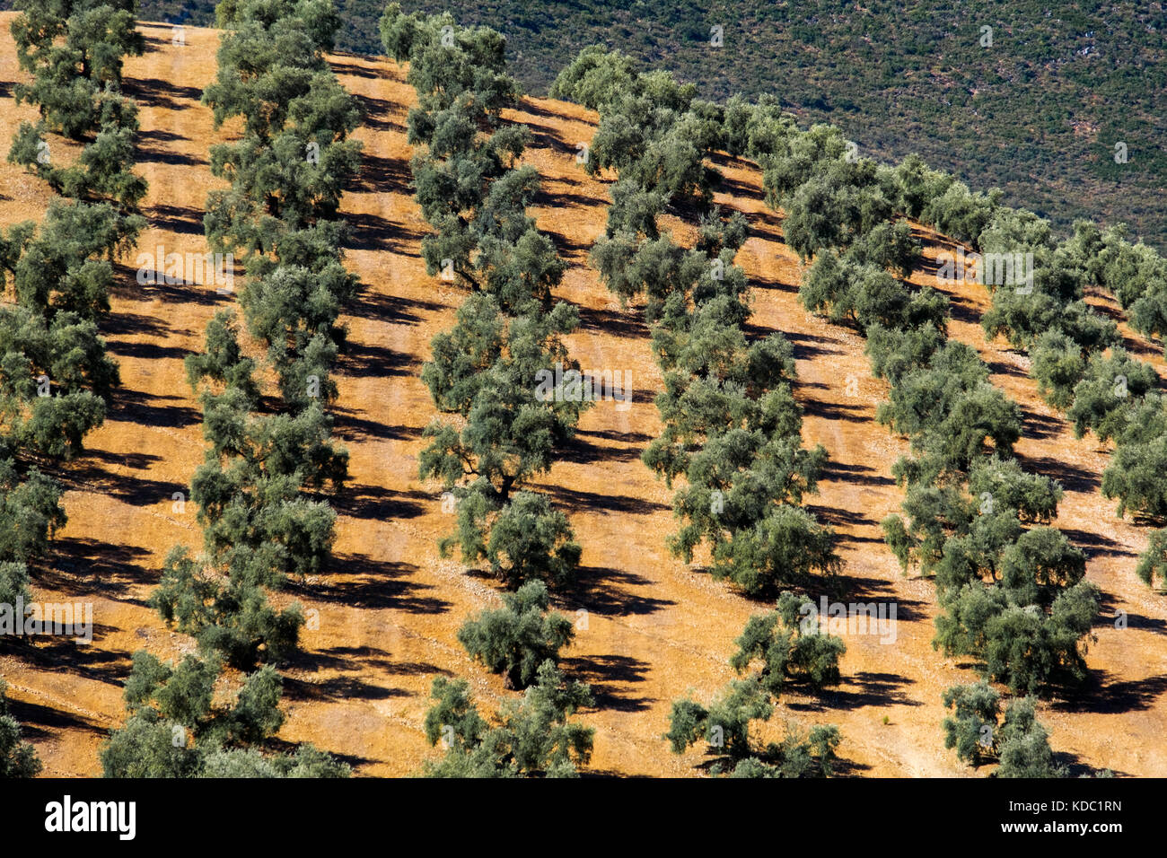 Feld von Olivenbäumen, Antequera. Provinz Málaga, Andalusien. Südspanien, Europa Stockfoto