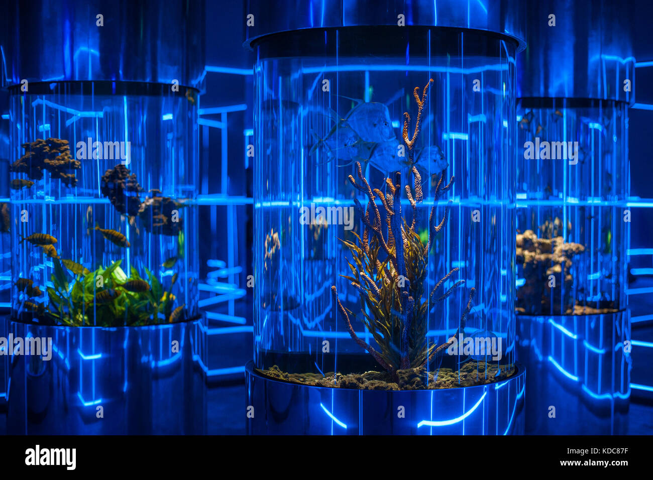 Oceanarium Innenraum Foto Stockfoto