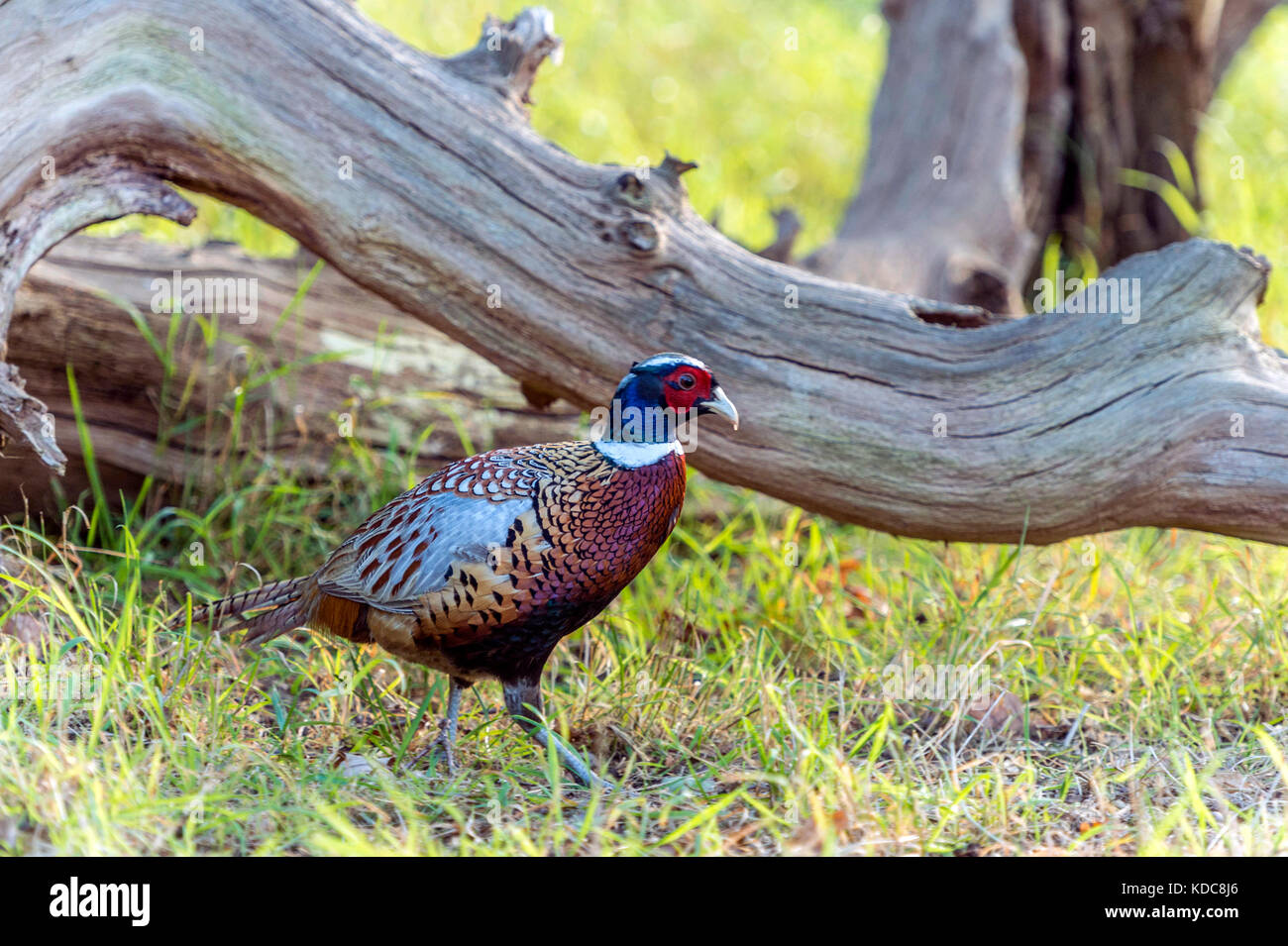 Britische Tierwelt in natürlicher Lebensraum. single Ring-necked pheasant Nahrungssuche in den alten Wäldern auf hellen Herbst Tag. Stockfoto