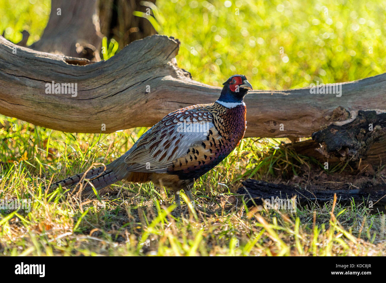 Britische Tierwelt in natürlicher Lebensraum. single Ring-necked pheasant Nahrungssuche in den alten Wäldern auf hellen Herbst Tag. Stockfoto