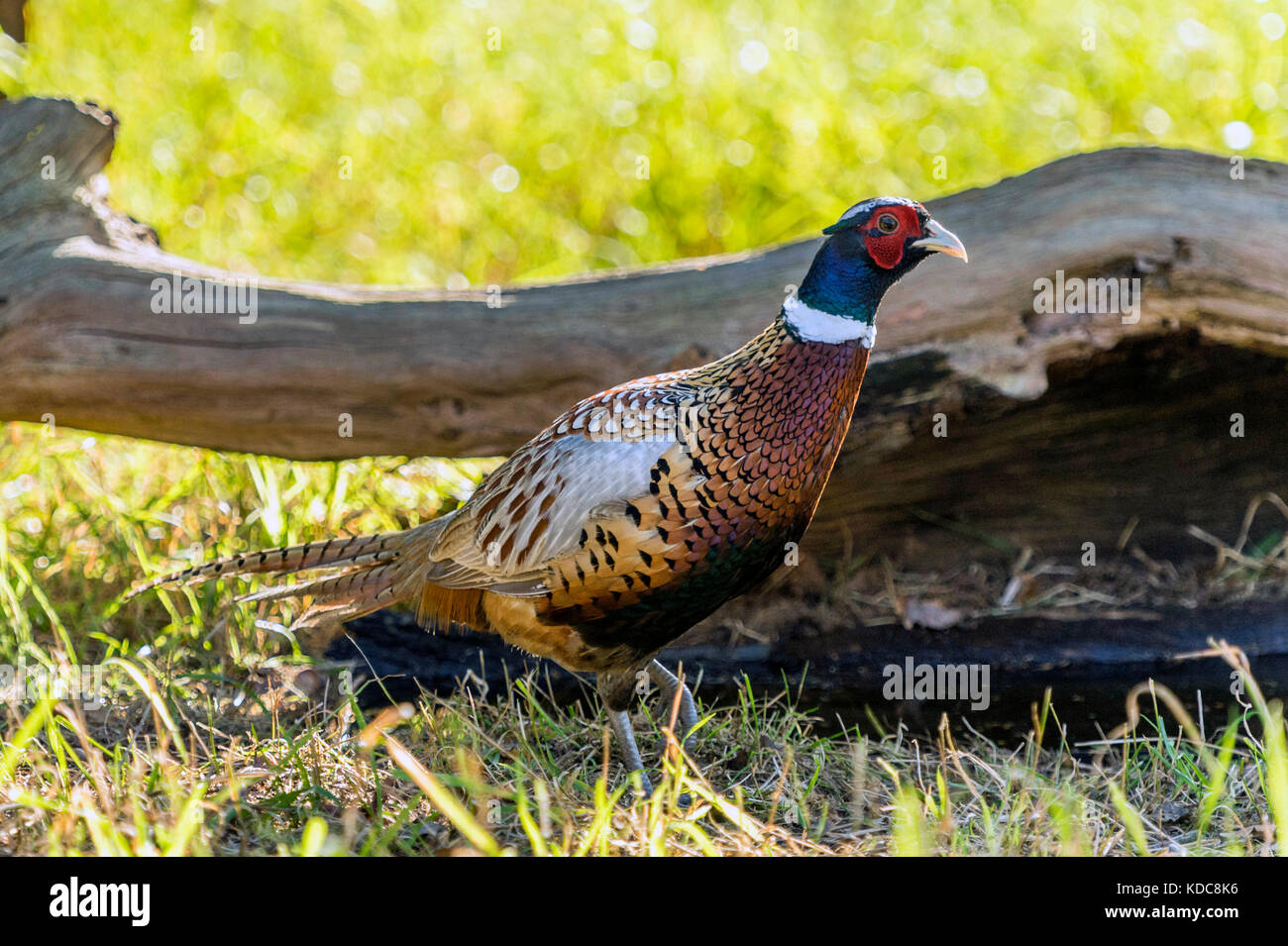 Britische Tierwelt in natürlicher Lebensraum. single Ring-necked pheasant Nahrungssuche in den alten Wäldern auf hellen Herbst Tag. Stockfoto