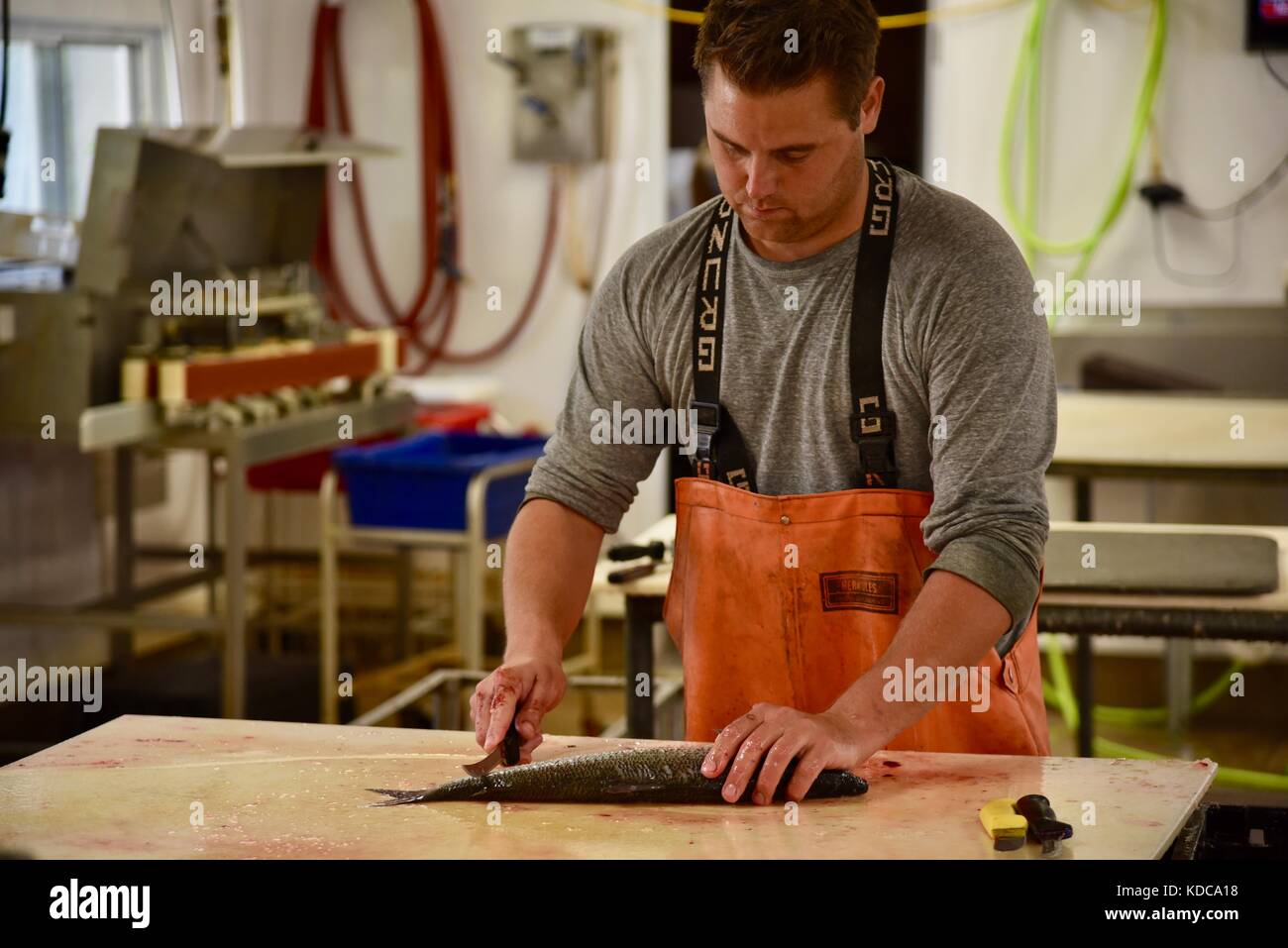 Hart arbeitenden Fischer ausnehmen und Filetieren frischen Fisch in Baileys Harbor fishing Co.in der Tür County Community von Baileys Harbor, Wisconsin, USA Stockfoto