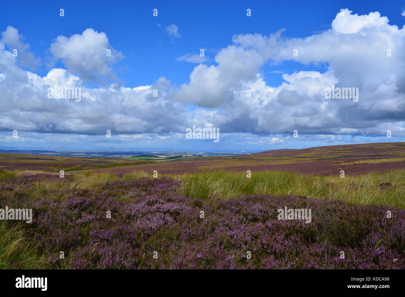 Heidelandschaft Lammermuir Hills, Schottland Stockfoto