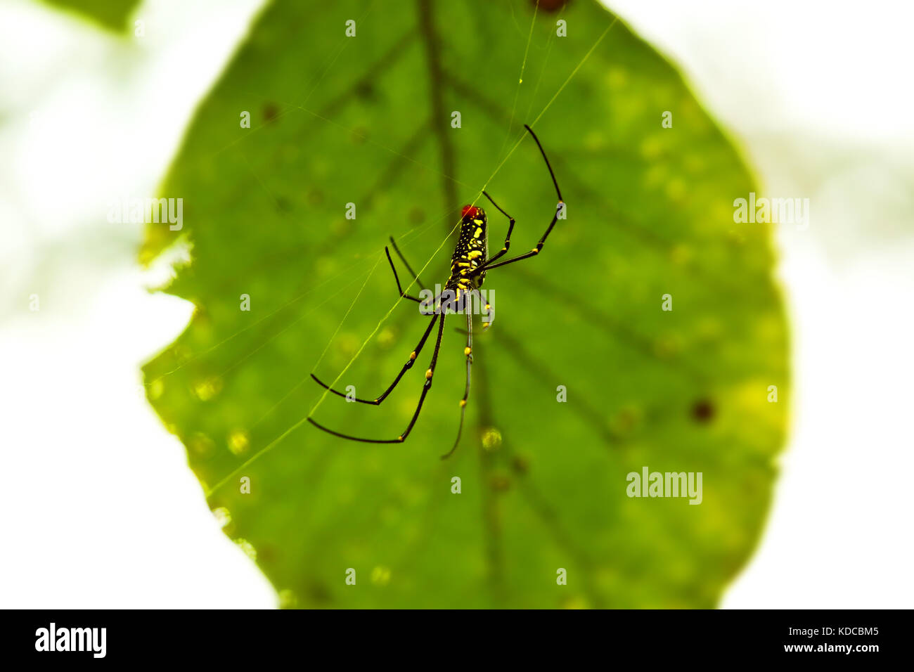 Goldener Seide orb-Weber oder Banane Spider Stockfoto
