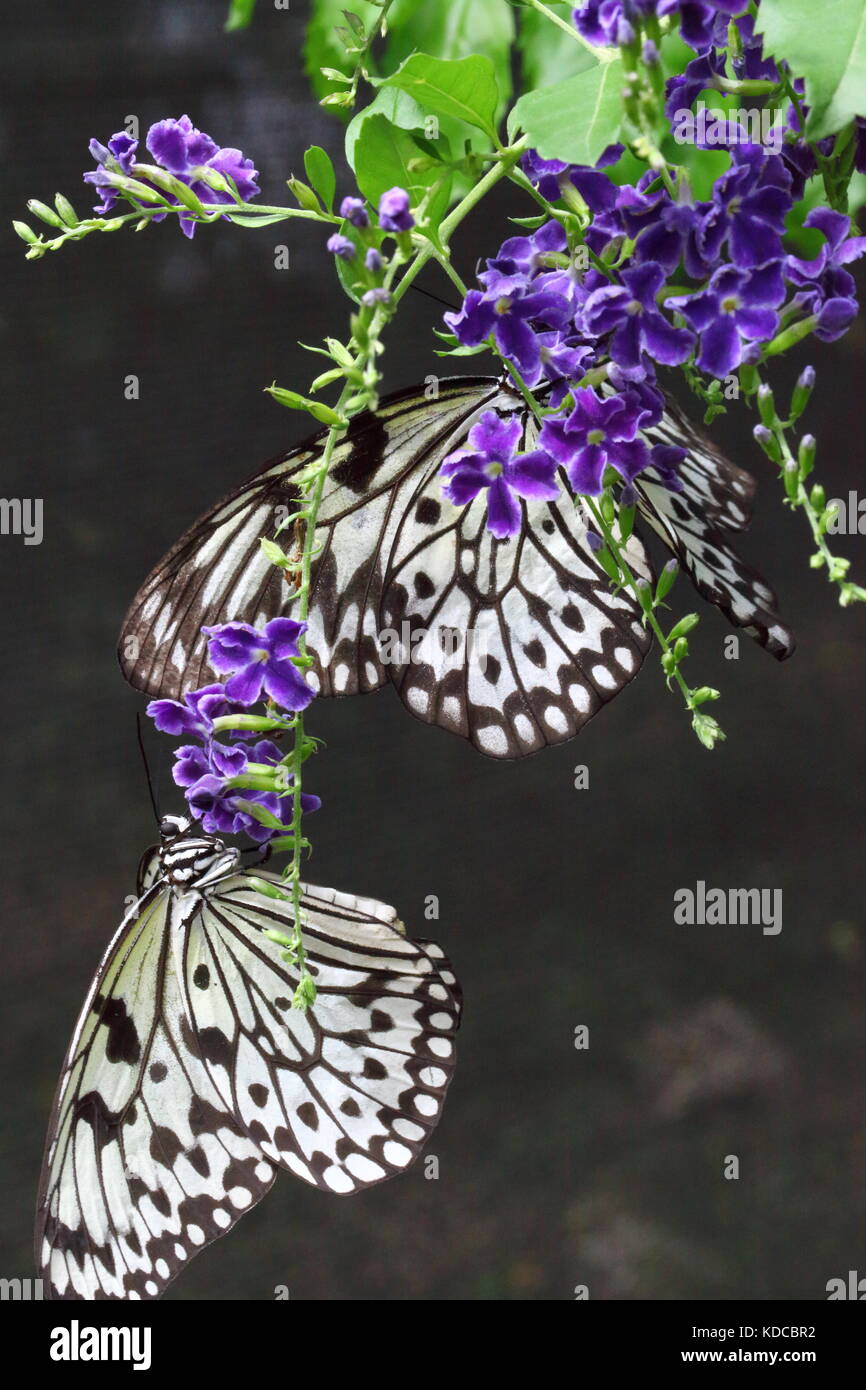 Hängende Schmetterlinge Stockfoto