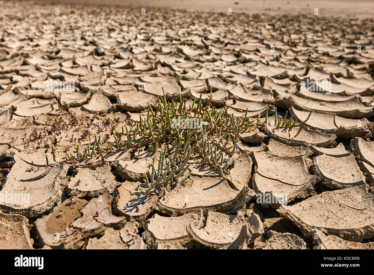 Erde und Sand Wüste mit Footprints abfliegen Stockfoto