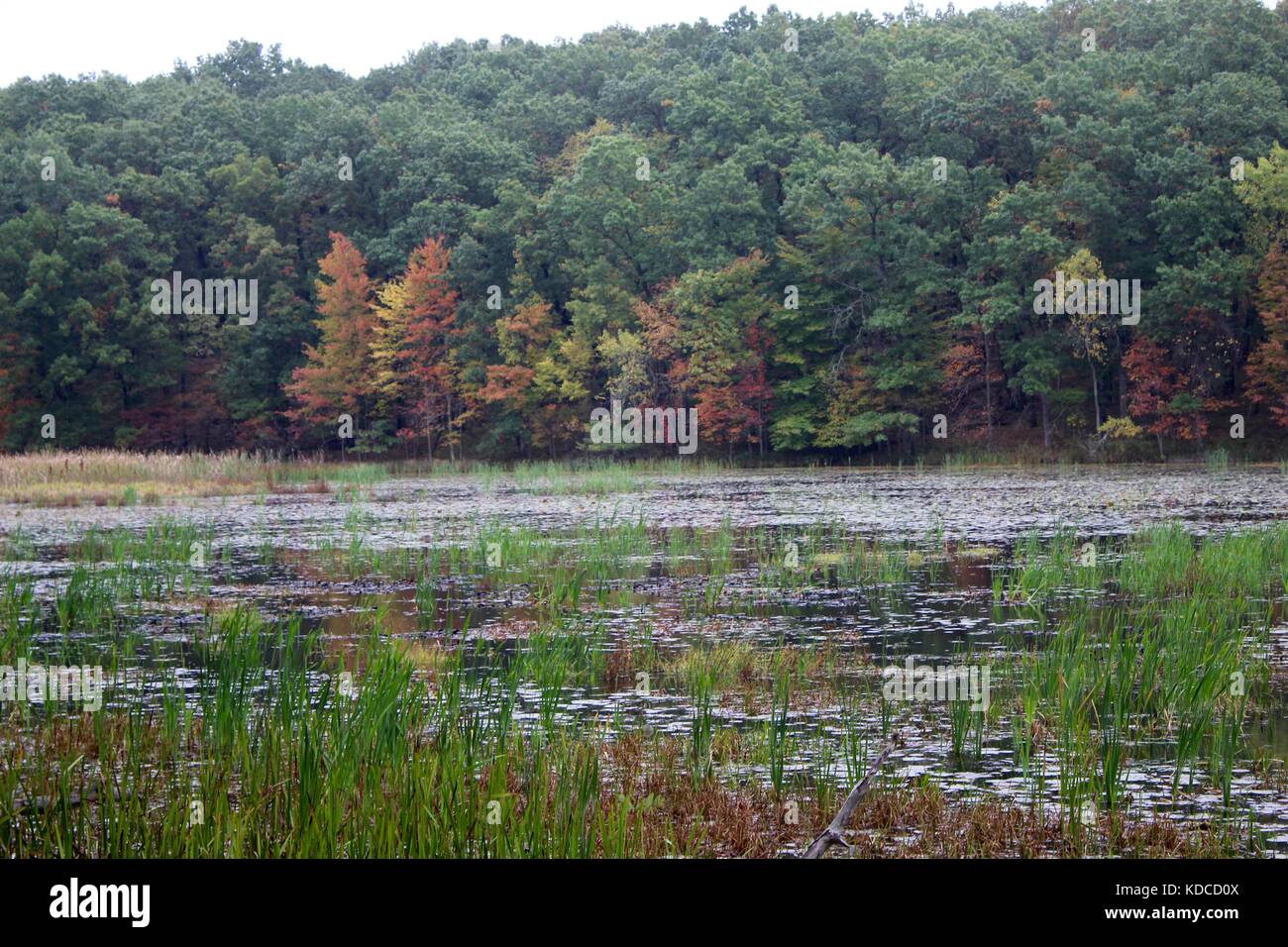 Ein Blick in die Natur des Waldes mit dem Fall Farben im Hintergrund die eine schöne Landschaft Foto Stockfoto