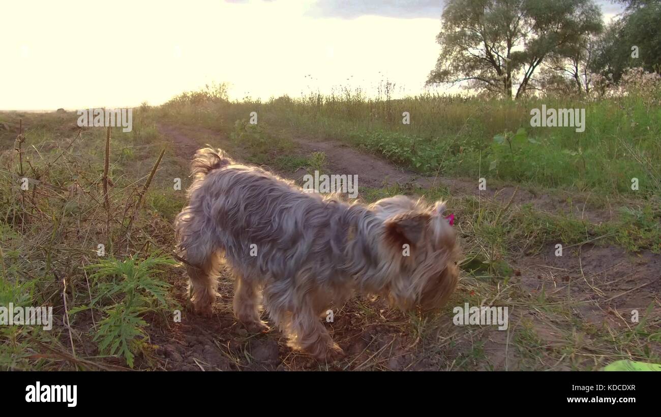 Yorkshire Terrier der Hund ist das Gras essen wird in der Natur steadicam behandelt Schuß Motion Video Stockfoto