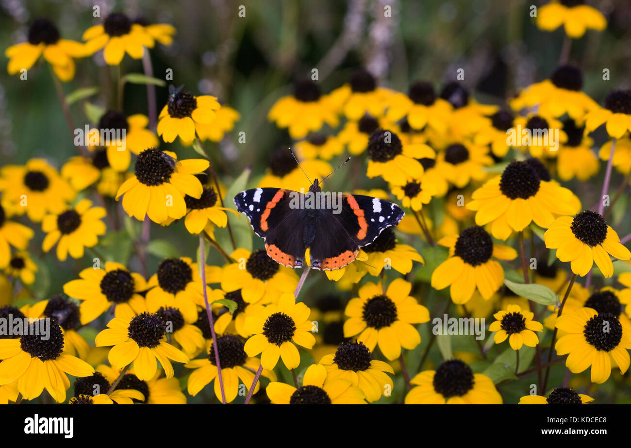 Vanessa atalanta. Red Admiral Schmetterling auf Rudbeckia triloba, Stockfoto