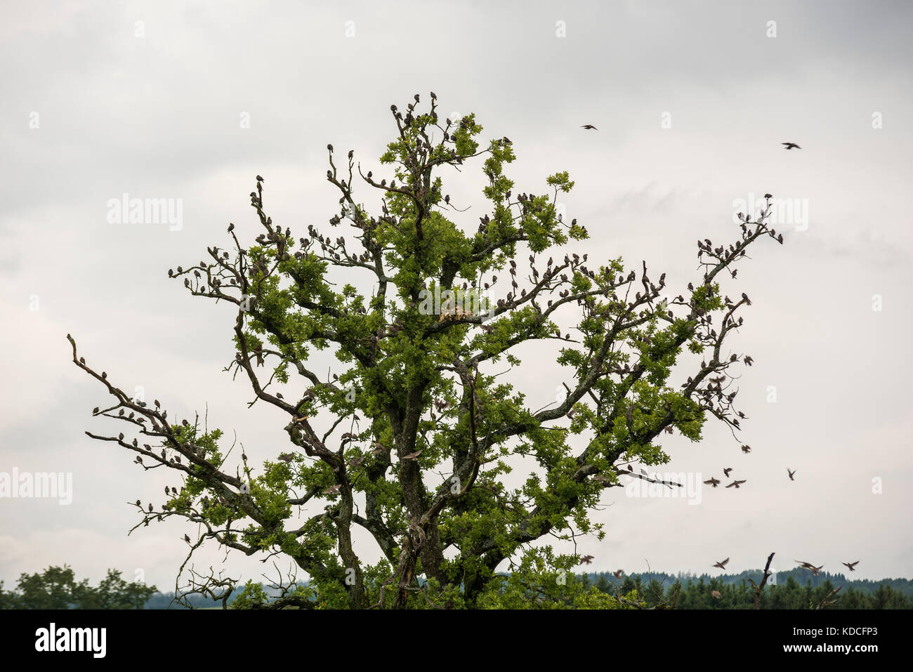 Herde von Stare - Zugvögel am Baum Stockfoto