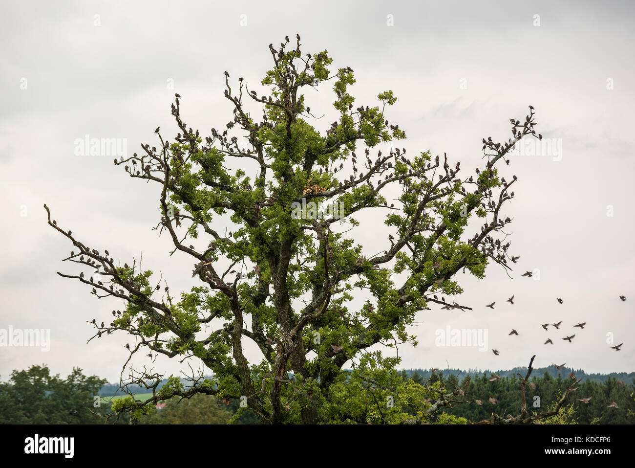 Herde von Stare - Zugvögel am Baum Stockfoto