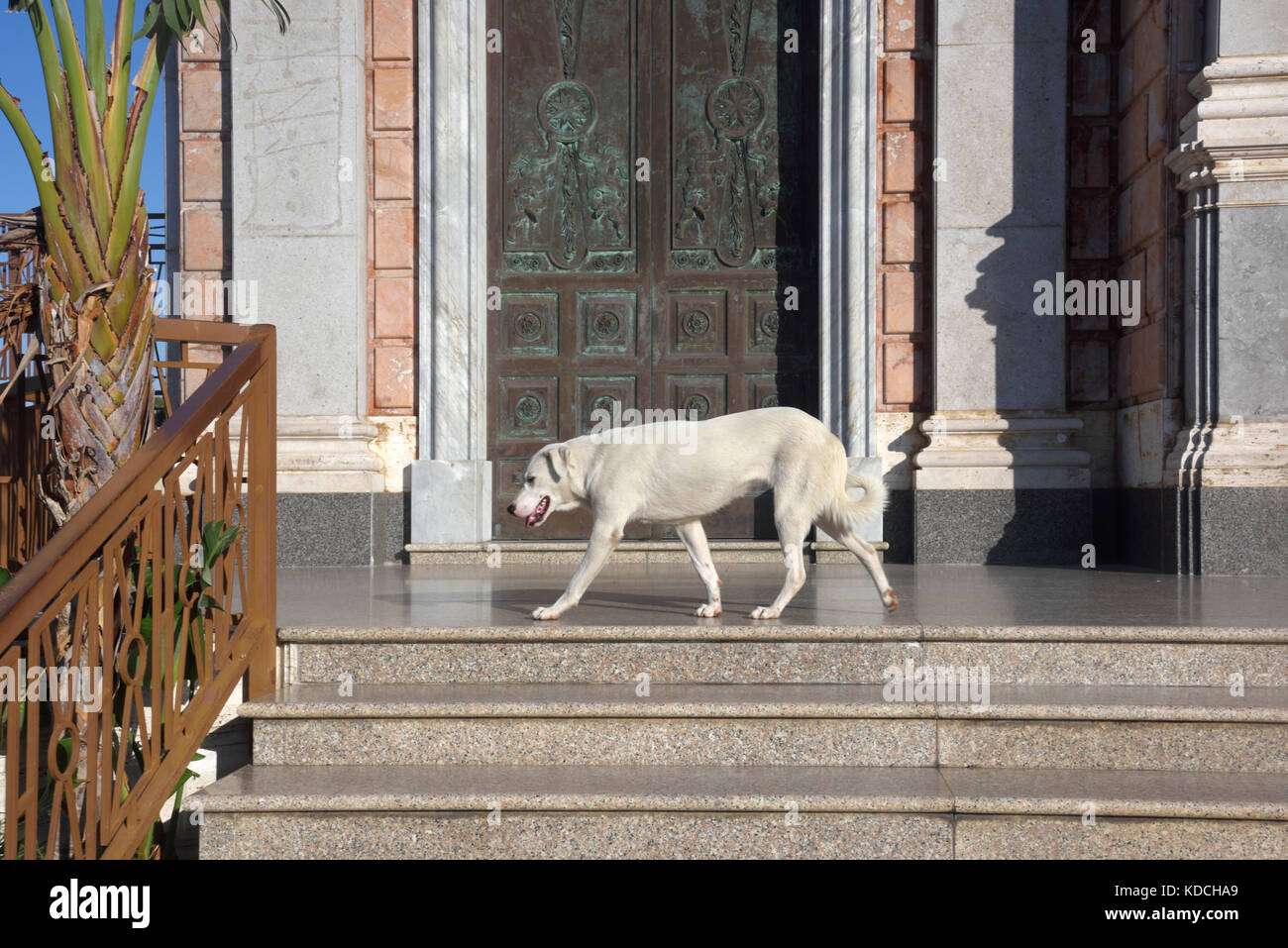 Tindari, Kirche mit Hund auf Schritte Stockfoto
