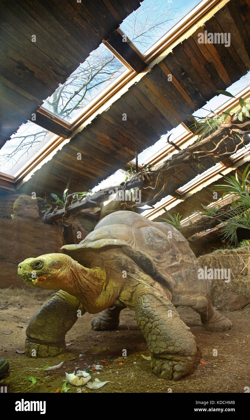 Nahaufnahme einer riesigen Galapagos-Schildkröte im neuen Turtle House im ZSL London Zoo, Großbritannien. Arten Stockfoto