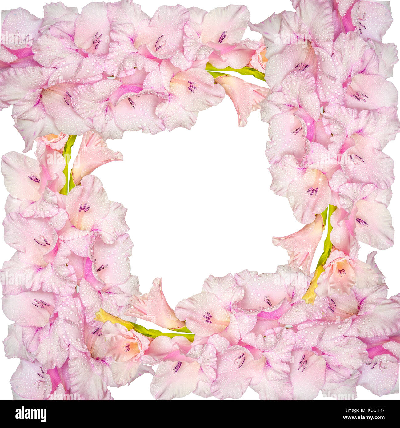 Zarte florale Rahmen aus rosa gladiolus Blumen mit Tropfen Tau auf einem weißen Hintergrund, schönes Design für Hochzeit, Jubiläum, birthd Stockfoto