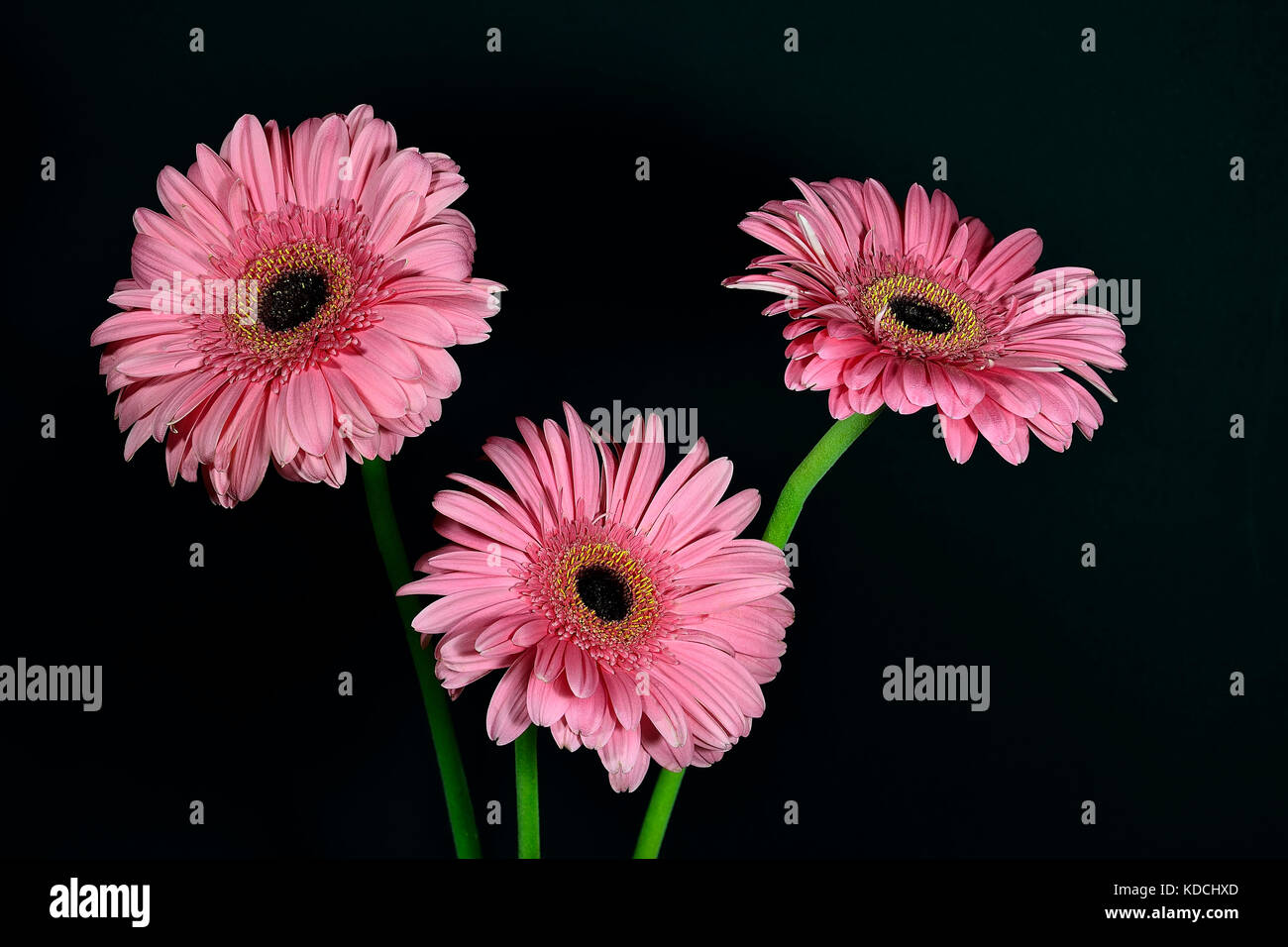 Drei Rosa Gerbera Blumen close-up auf dem schwarzen Hintergrund Stockfoto