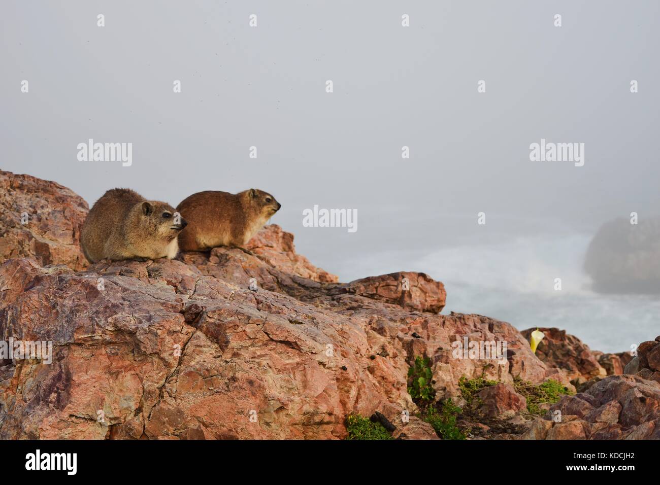 Paar Rock Hyraxes, Procavia capensis, Kap Hyrax oder Rock Kaninchen oder Rock Dachs, auf einer Klippe in Hermanus, neben dem Ufer und Misty sea Südafrika Stockfoto