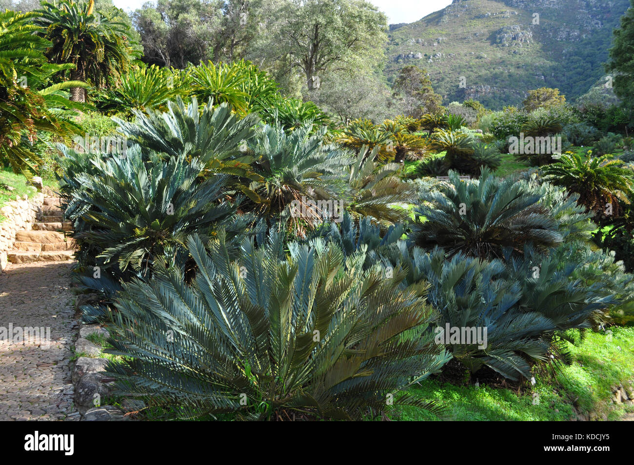 Palmfarne Pfad und Landschaft, Kirstenbosch National Botanical Garden, Cape Town, Western Cape, Südafrika Stockfoto