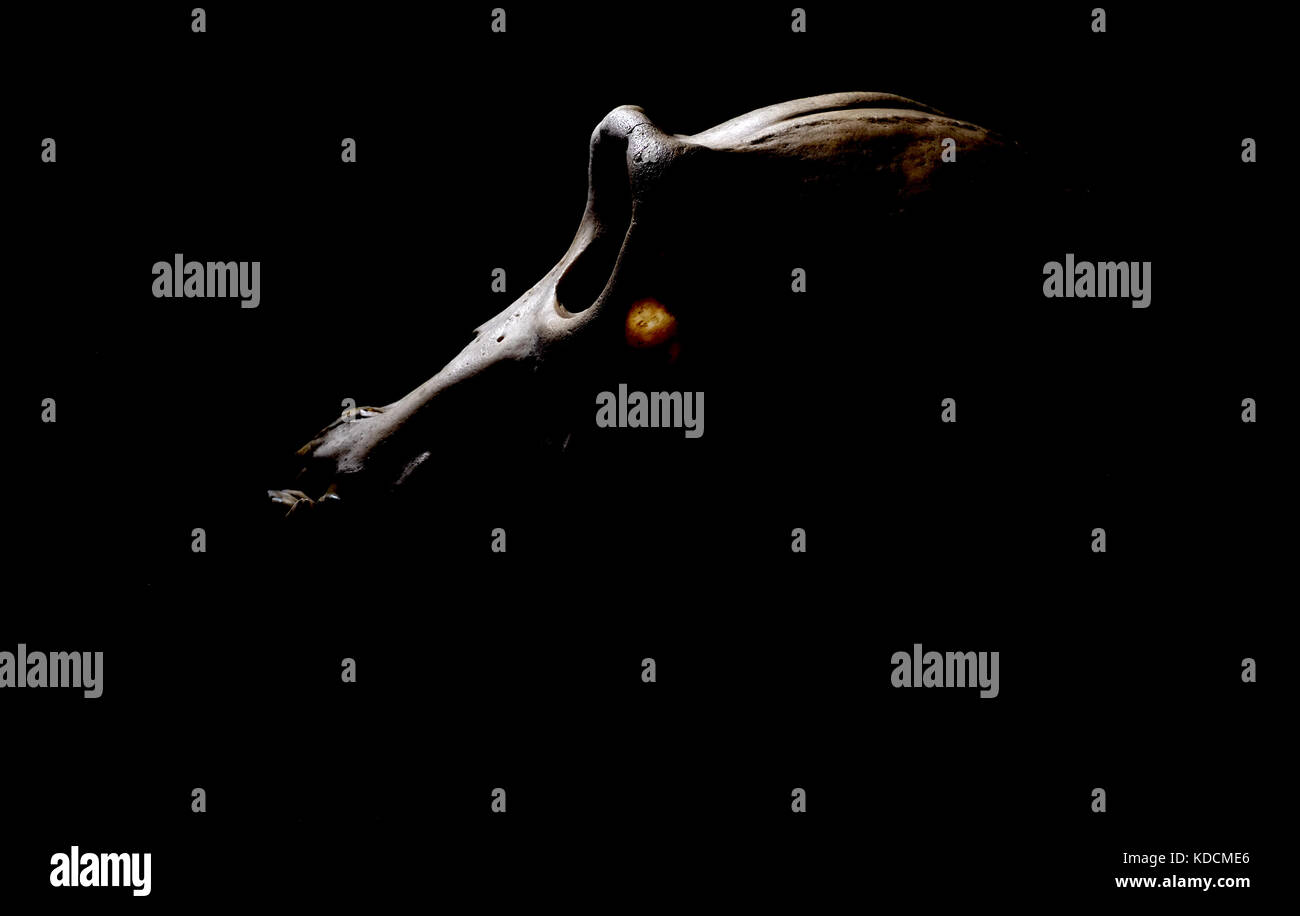 Affenknochen Stockfotos Und Bilder Kaufen Alamy