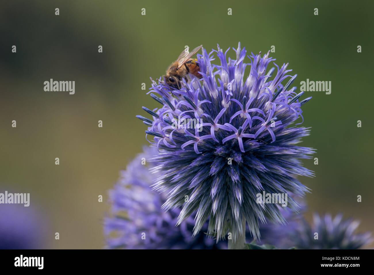 Ein Honig Biene ist auf einer blühenden Kugel Thistle thront. Stockfoto