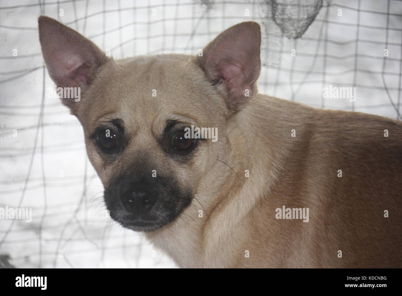 Er ist immer für das Foto, sieht eines Welpen liebevolle Chihuahua Stockfoto