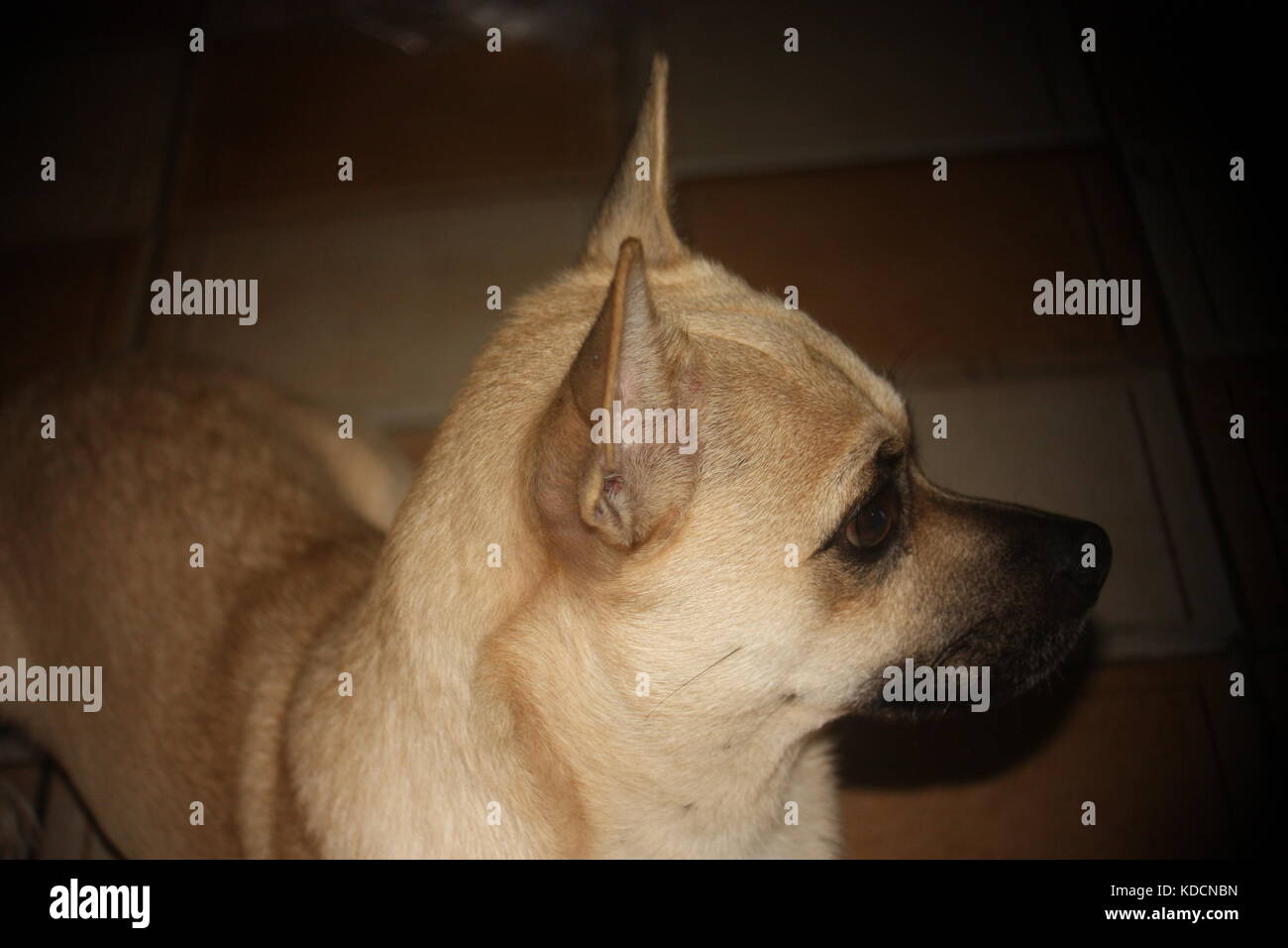 Er ist immer für das Foto, sieht eines Welpen liebevolle Chihuahua Stockfoto