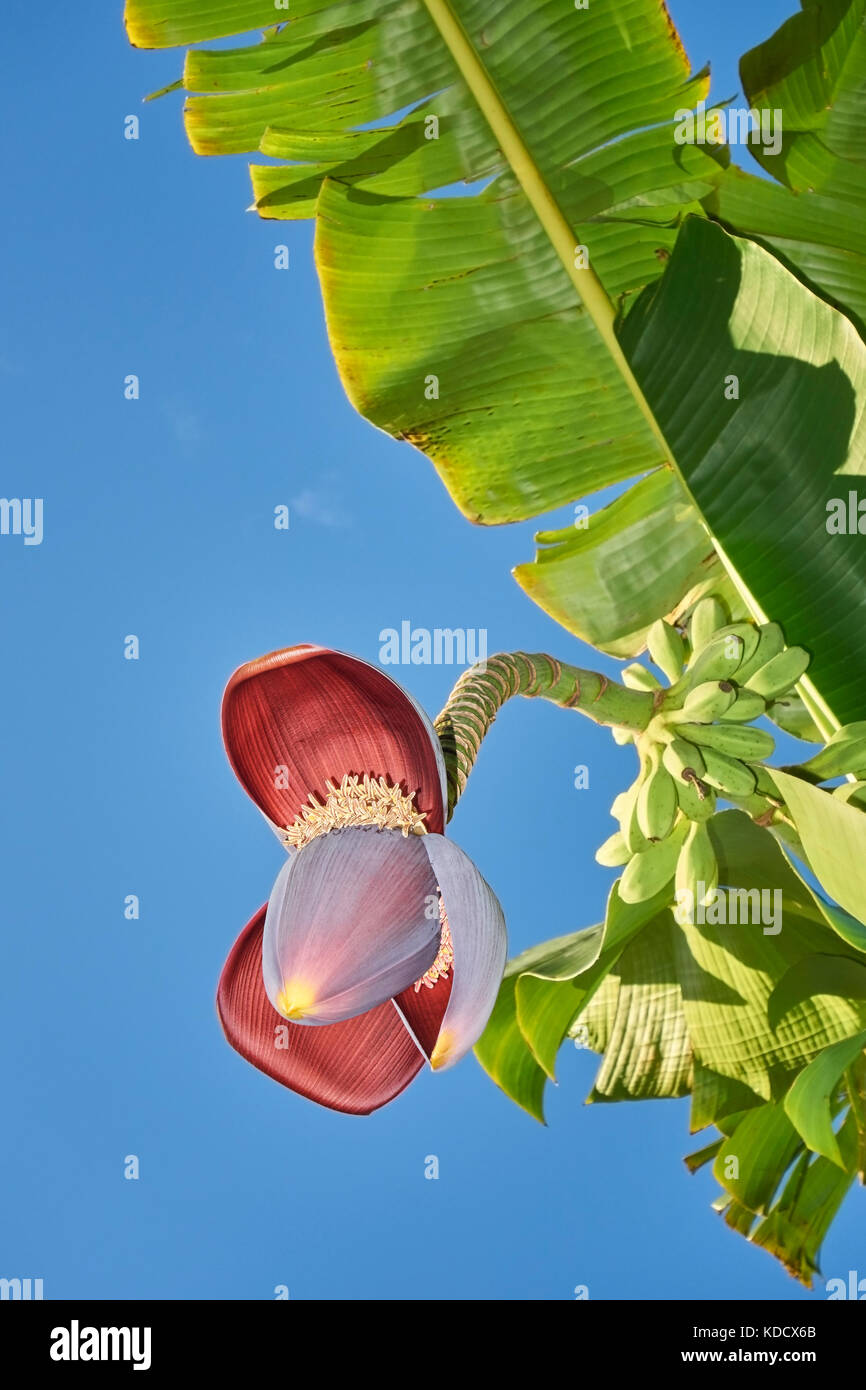 Red tiger banana musa sikkimensis -Fotos und -Bildmaterial in hoher  Auflsung  Alamy