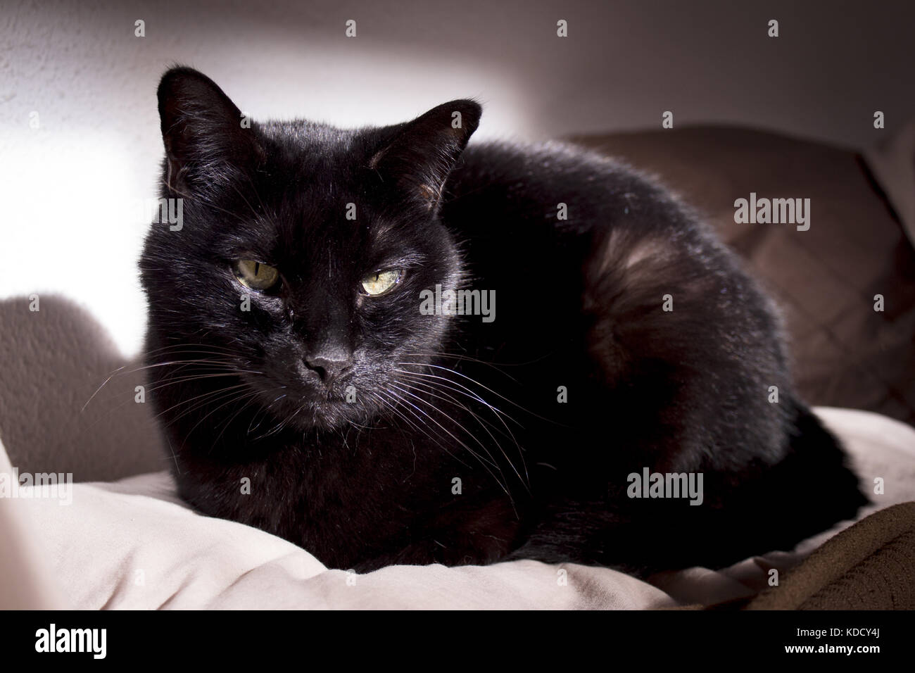 Lippentumor katze Fotos und Bildmaterial in hoher Auflösung Alamy