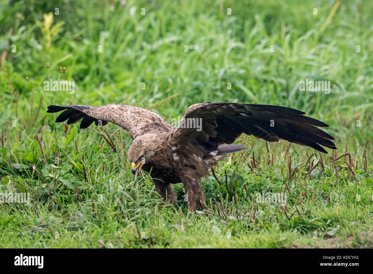 Schreiadler (Aquila pomarina Pomarina/clanga) Aufruf in der Wiese mit ausgebreiteten Flügeln Stockfoto