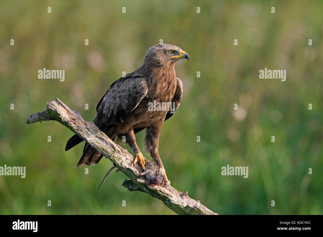 Schreiadler (Aquila pomarina Pomarina/Clanga) auf Zweig mit Gefangenen Ratte in talons gehockt Stockfoto