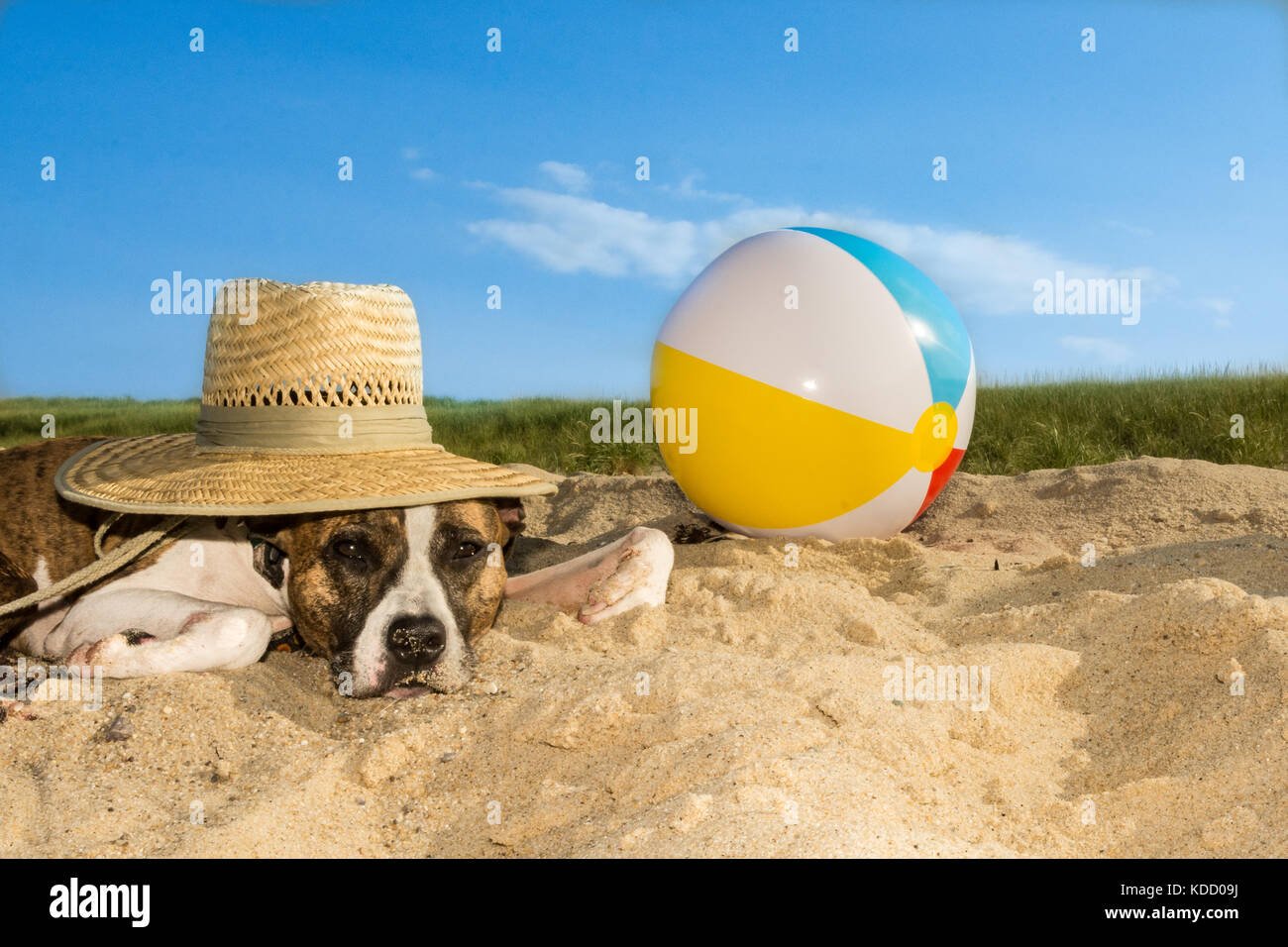 Einen niedlichen Hund Festlegung auf den Schlag auf Cape Cod Massachusetts. Stockfoto