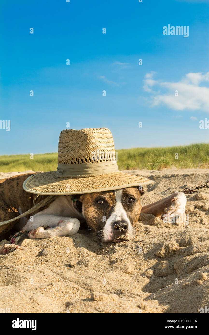 Einen niedlichen Hund Festlegung auf den Schlag auf Cape Cod Massachusetts. Stockfoto