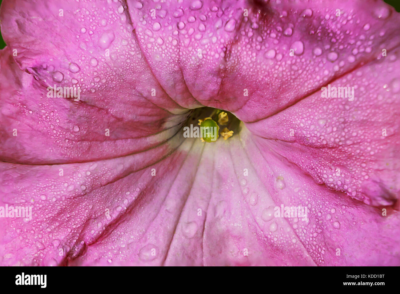 Petunia Blume in einer näheren Betrachtung Stockfoto