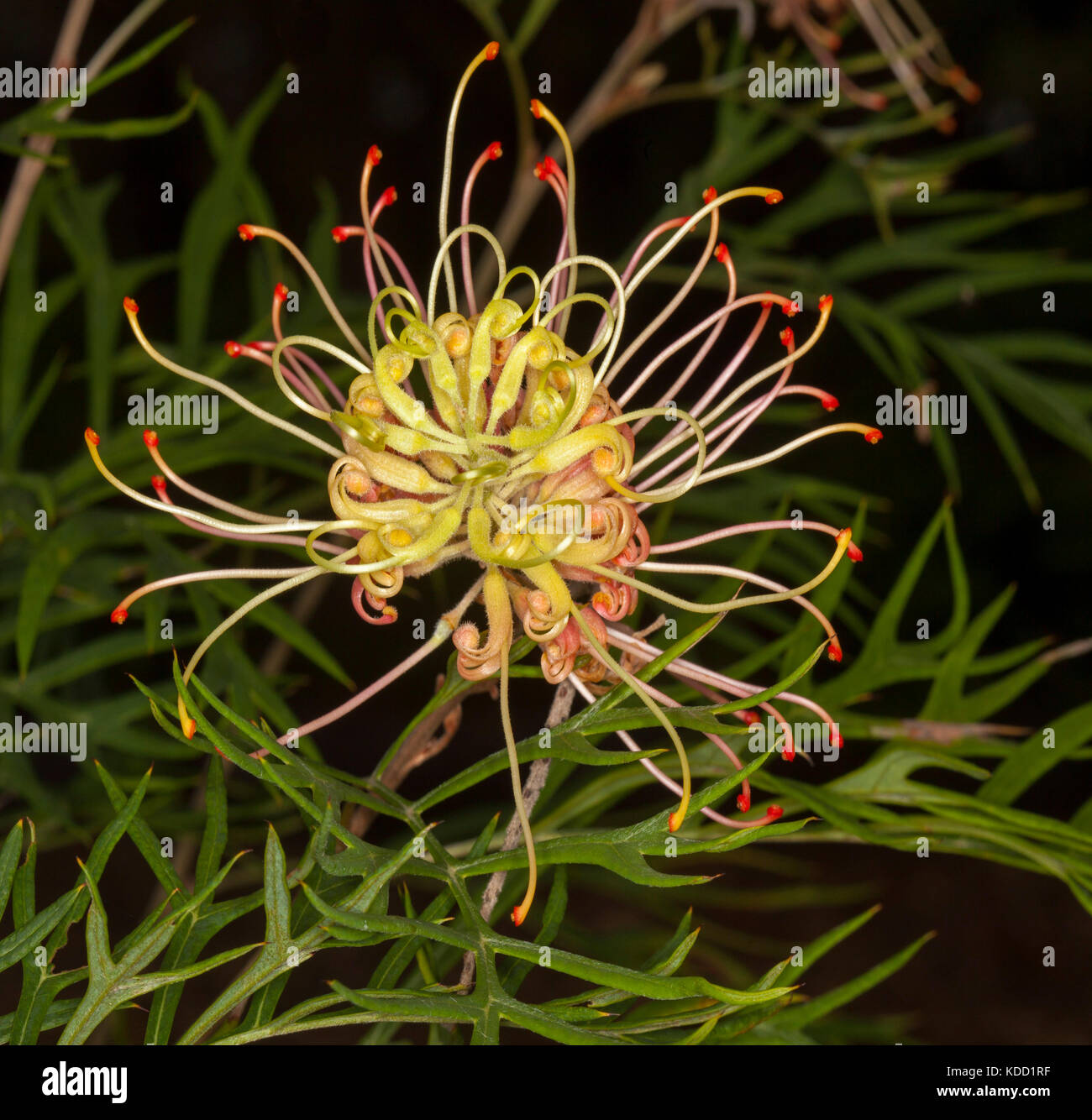 Rosafarbene und cremefarbene Blume von Grevillea „Pfirsiche und Creme“ und australische einheimische Pflanze mit hellroten Staubblättern vor grünem Laub Stockfoto