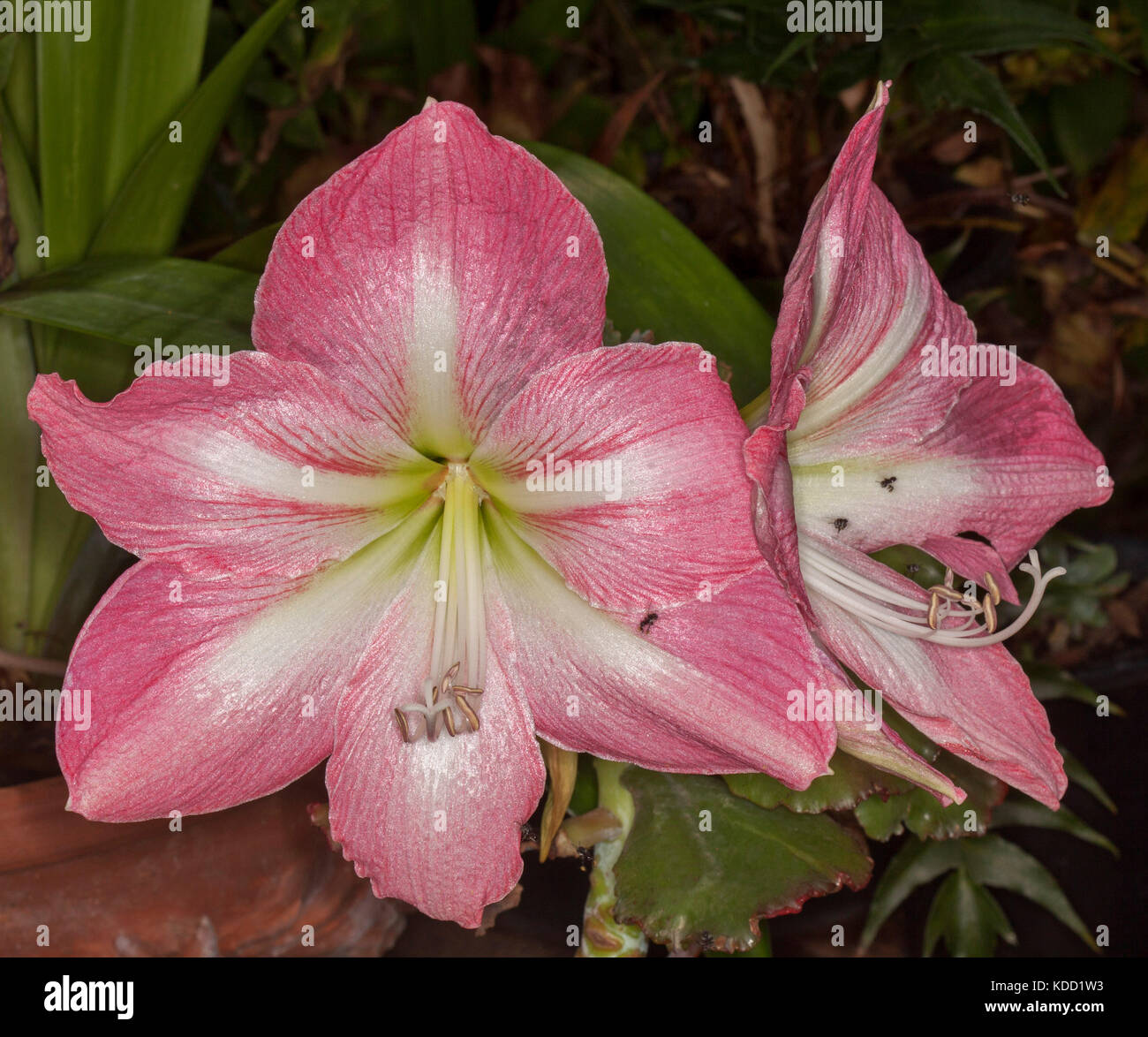 Große leuchtend rosafarbene Blüten von Hippeastrum „Jenny“ mit weißen Streifen auf Blütenblättern und hellgrüner Kehle, auf dunklem Hintergrund Stockfoto