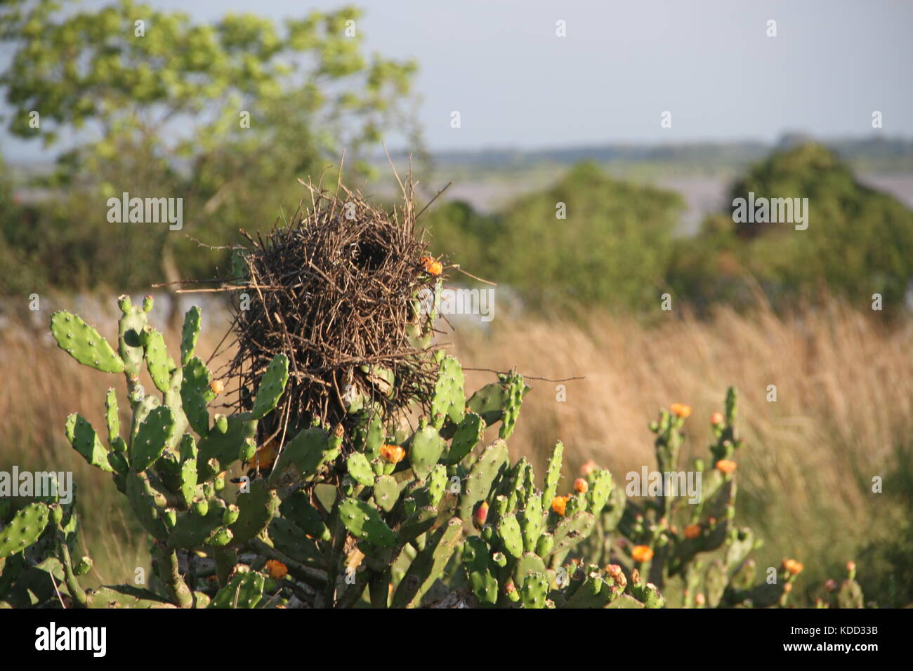 Nester auf Zweige und Cactus in der Blüte im Frühjahr Stockfoto