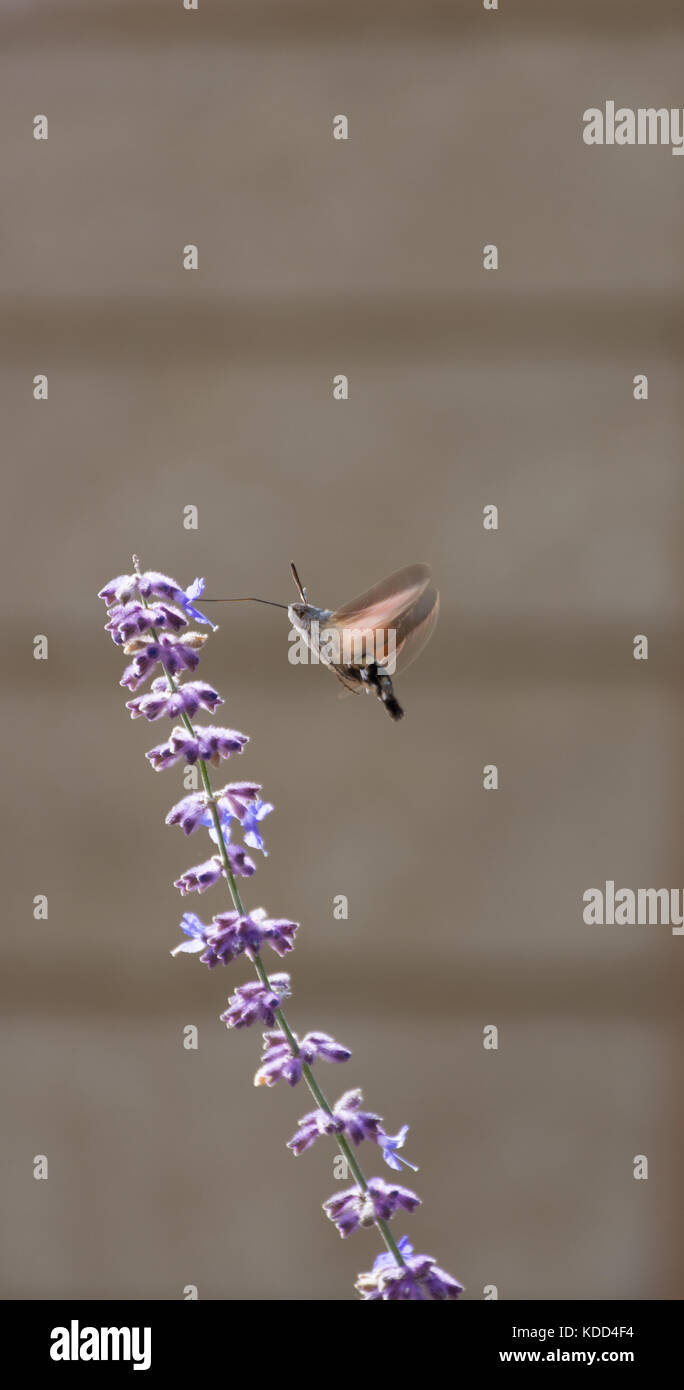 Hummingbird Motte saugen Nektar aus einem Lavendel Blume mit seinem langen Rüssel Stockfoto