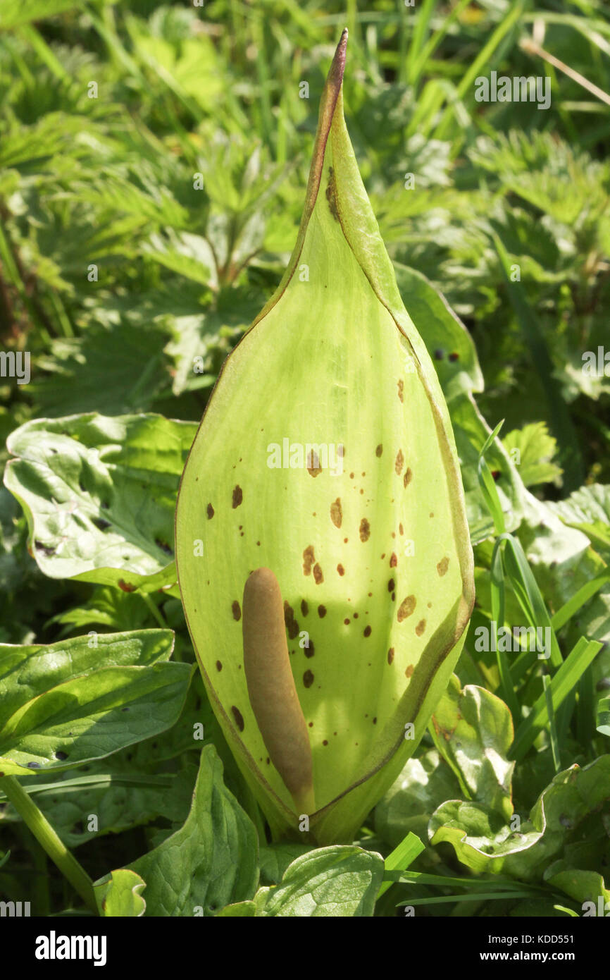 Eine blühende Lords-und-Damen-Pflanze (Arum maculatum). Stockfoto