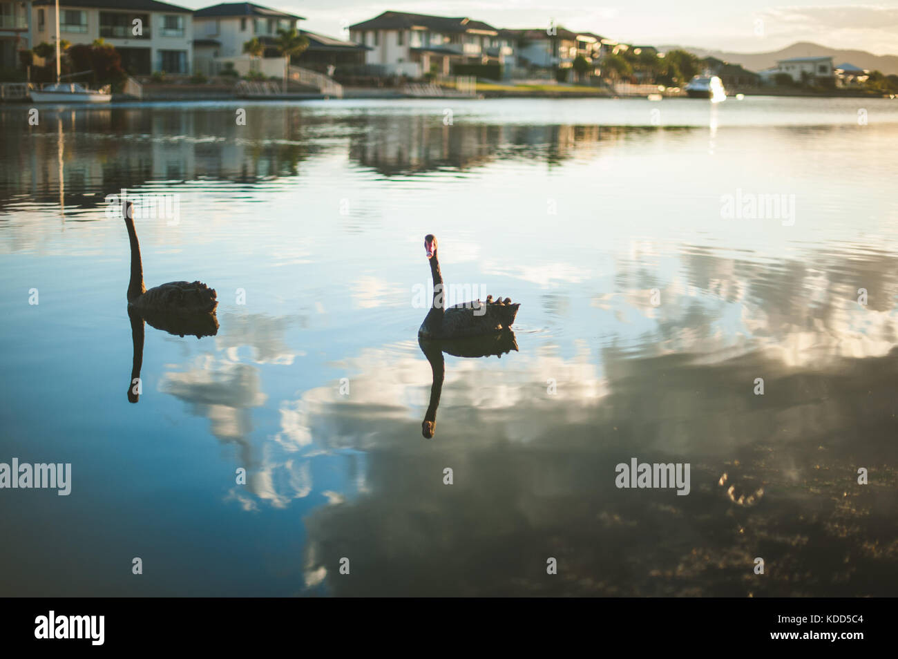 Schwarze Schwäne schwimmen auf ruhigen Gewässern in Gold Coast, Queensland Australien Stockfoto