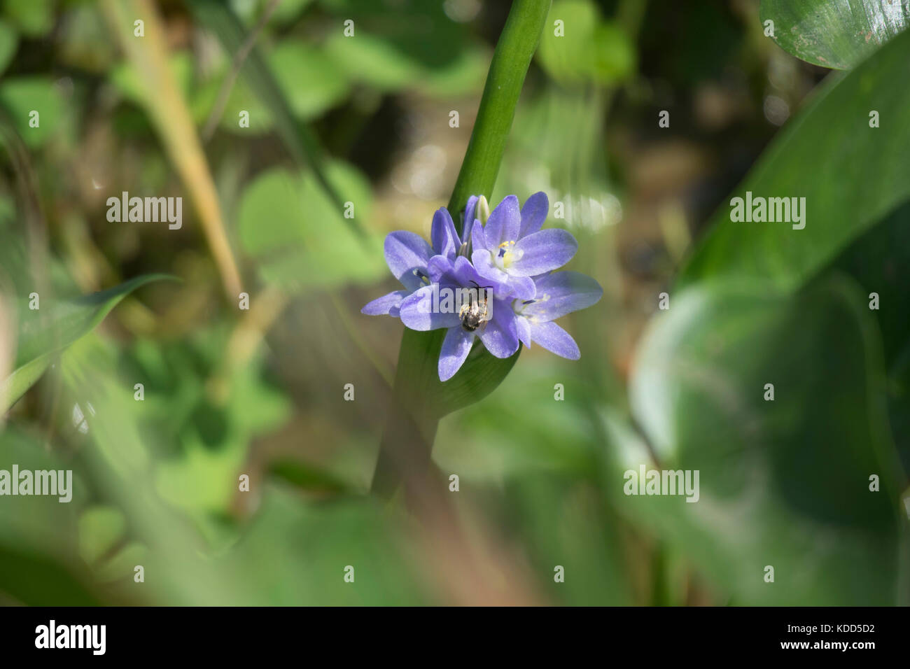 Eceng gondok/eichhornia crassipes/Wasserhyazinthe Stockfoto