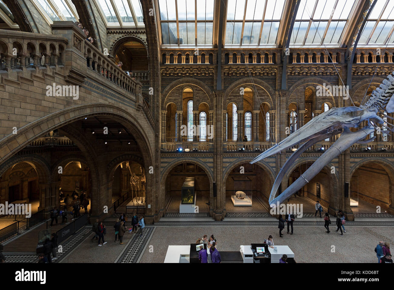 London - September 2017; Besucher in die Haupthalle mit der blauwal Skelett im Natural History Museum. Stockfoto