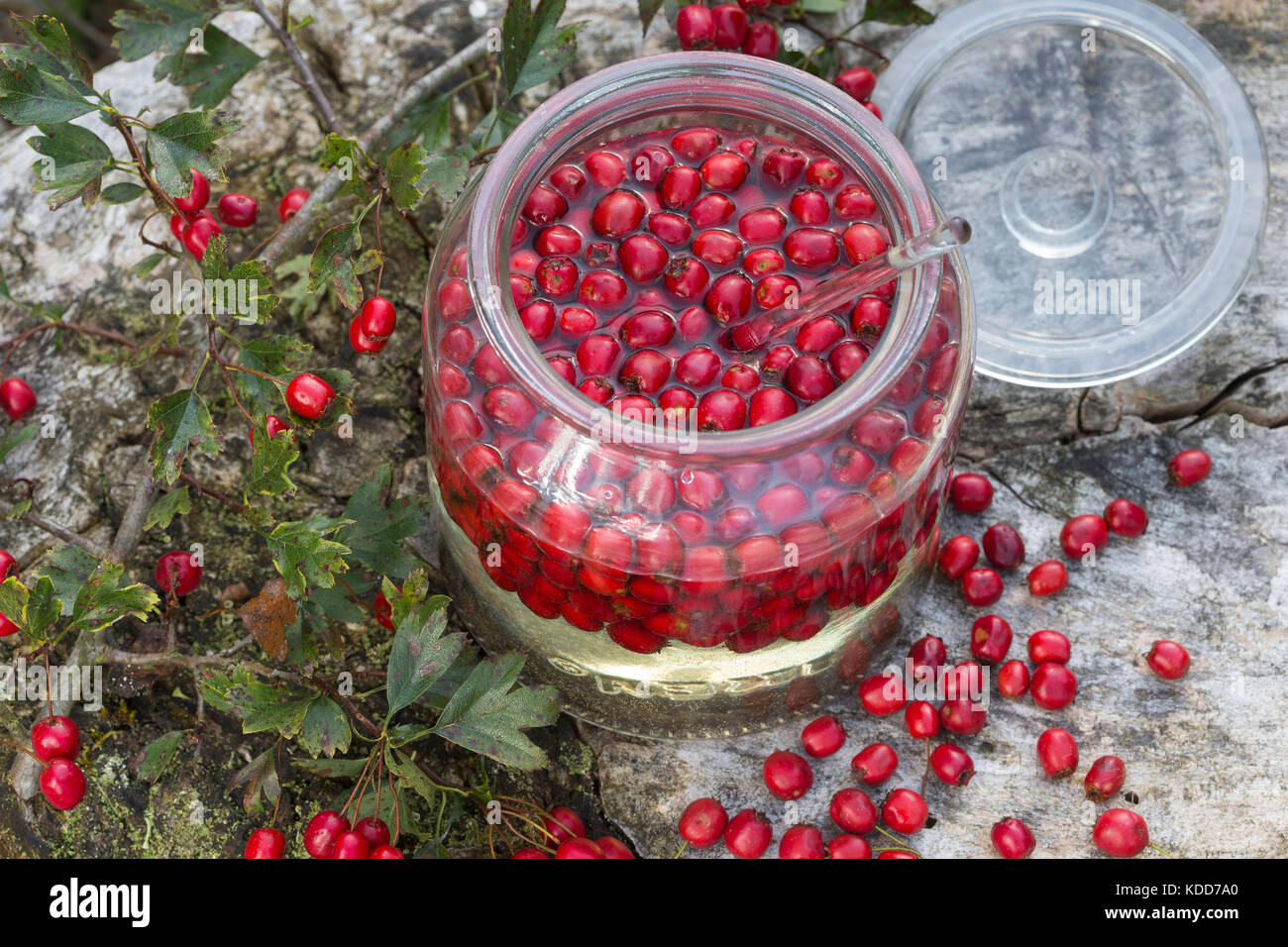 Weißdorn-Wein, Weißdornwein, Weissdorn-Wein, Weissdornwein, Weißdorn-Beeren werden in Weißwein ausgezogen, alkoholischer Auszug, Herzwein, Weißdornbee Stockfoto