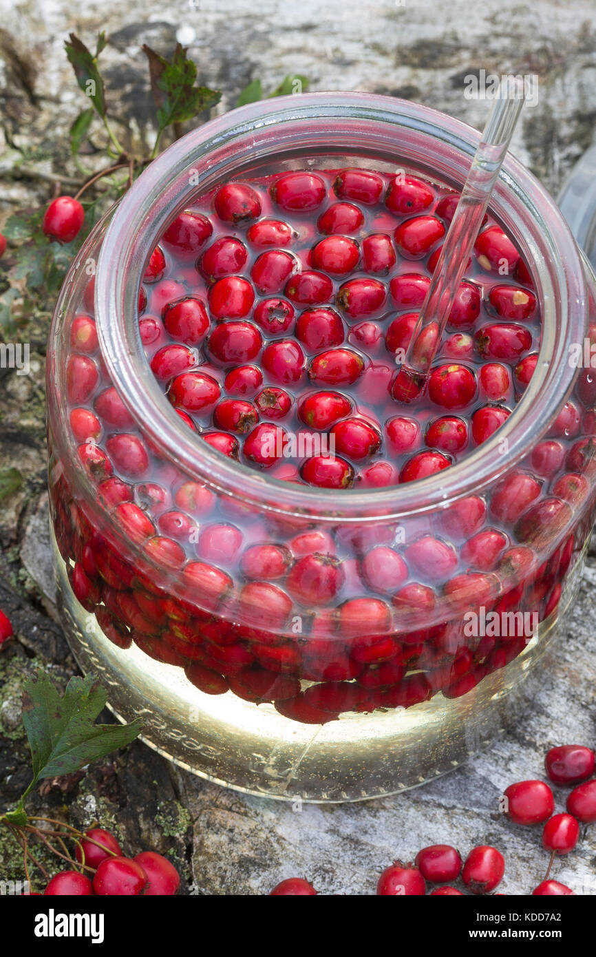 Weißdorn-Wein, Weißdornwein, Weissdorn-Wein, Weissdornwein, Weißdorn-Beeren werden in Weißwein ausgezogen, alkoholischer Auszug, Herzwein, Weißdornbee Stockfoto