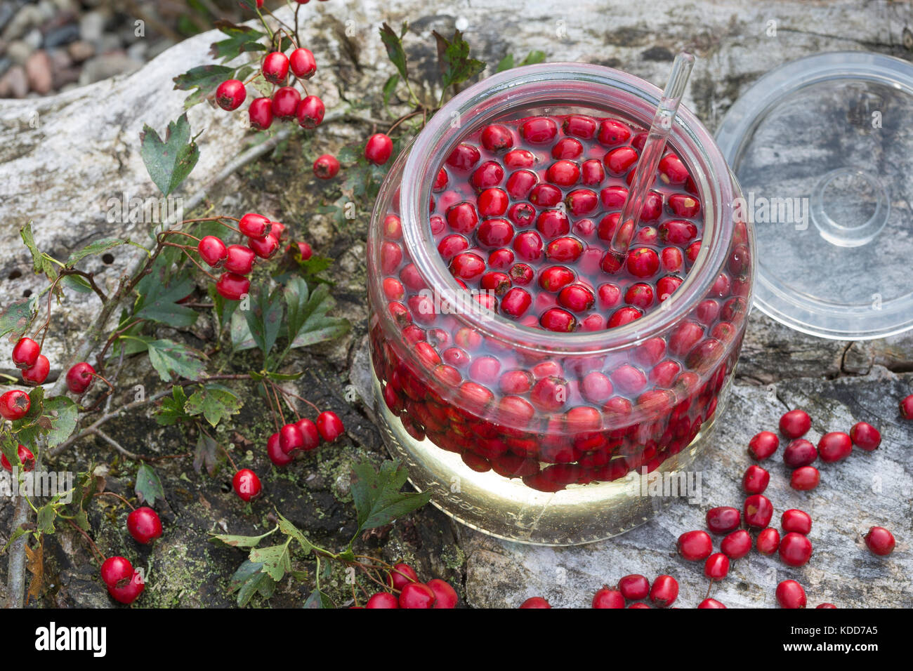 Weißdorn-Wein, Weißdornwein, Weissdorn-Wein, Weissdornwein, Weißdorn-Beeren werden in Weißwein ausgezogen, alkoholischer Auszug, Herzwein, Weißdornbee Stockfoto