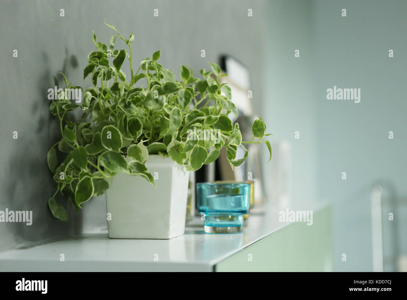 Eine kleine Kanne dekorieren Anlage auf dem Sideboard im Bad setzen Stockfoto